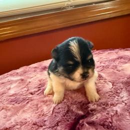 Willow - Black and tan parti female Pomeranian puppy in Success, Missouri from Sweet Success