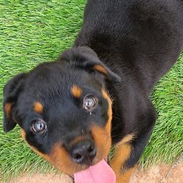 Rottweilers from Von Liebenhaus Rottweilers