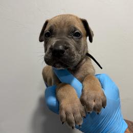 Male 1 - Gray and fawn male Cane Corso puppy in Cashion, Oklahoma from APEXOK Cane Corsos LLC