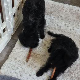 Boy 1 - Black male Affenpinscher puppy in Hastings, Florida from Tamari Affenpinchers and Oakhurst Rhodesians