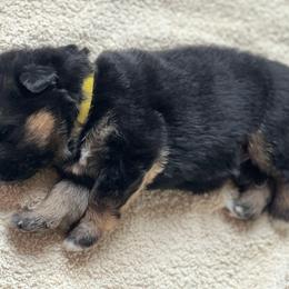 Yellow - Black and red female German Shepherd puppy in Spring Hill, Florida from Iron Crest Shepherds