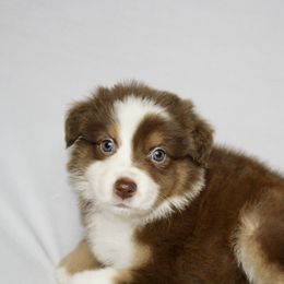 Dancer - Red tri-color female Australian Shepherd puppy in Richmond, Texas from Big Zen Aussies