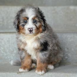 Rig - Merle male Bernedoodle puppy in Dundee, Ohio from Down Home Doodle
