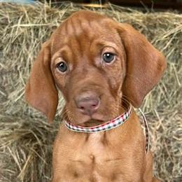 Vizslas from Martin Kennel