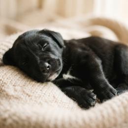Waylon - Black male Labrador Retriever puppy in Peru, Indiana from Harvest Moon Farms - Indiana English Cream Golden Retrievers