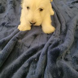 Daisy Rae - Wheaten female Scottish Terrier puppy in Carson City, Nevada from McCulley's Battle Born Scotties