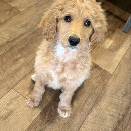 Sprinkles - Apricot female Goldendoodle puppy in Taylorsville, North Carolina from Doggone Dixie Doodles