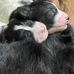 Bernedoodle, Cockapoo, and Goldendoodle Puppies from Avery Doodle Day LLC