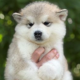 Girl 2 - Gray and white female Alaskan Malamute puppy in Ramsey, Minnesota from Windchaser Kennels
