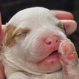 Winnie - Blenheim female Cavapoo puppy in Glendale, Arizona from Cool Cavapoos