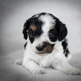 Oshi - Black white and tan female Cockapoo puppy in Ellensburg, Washington from Dawn to Dusk Cockapoos