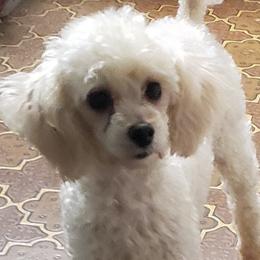 Gracie - Papillon
