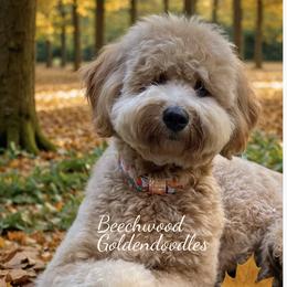 Maui - Goldendoodle