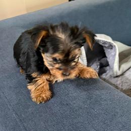 Right Black Traditional Boy - Black and tan male Yorkshire Terrier puppy in North Las Vegas, Nevada from KD's Yorkshire Terriers