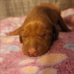 Pepper - Golden rust female Vizsla puppy in Beeville, Texas from CW Legacy Vizslas