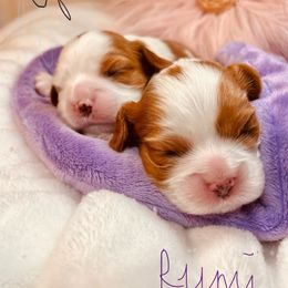 Joey - Blenheim female Cavalier King Charles Spaniel puppy in Boise, Idaho from Poshy Cavaliers