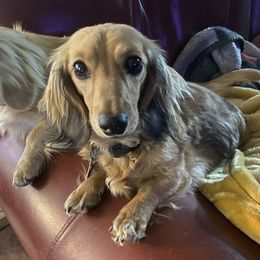 Juju - Dachshund