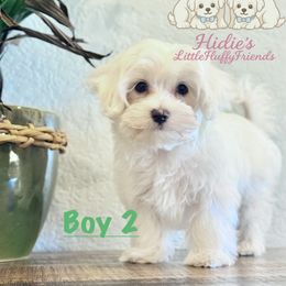 Maltese Puppies from LittleFurryFriends