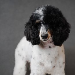 Gabanna - Poodle