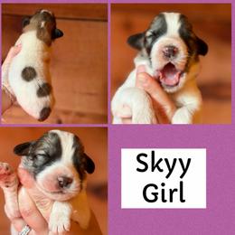 Skyy - White and badger female Great Pyrenees puppy in Paw Paw, Michigan from Mulberry Meadow Farms