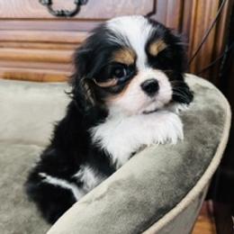 Cavalier King Charles Spaniel puppies from Lockwood Cavaliers
