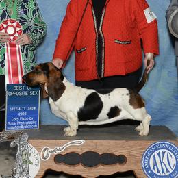 Roxanne - Basset Hound