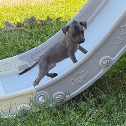 Catwoman - Black white and tan female Xoloitzcuintli puppy in Manitowoc, Wisconsin from Wonderland Kennel