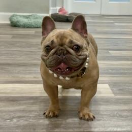 Shortcake - French Bulldog