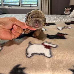 Blue - Blue fawn male French Bulldog puppy in Bolingbrook, Illinois from Flores Frenchies