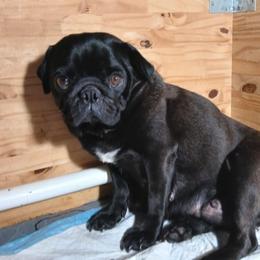 Pearl - Pug