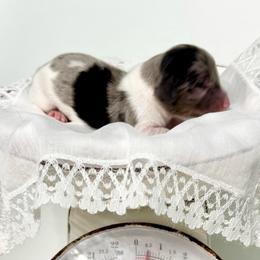 Chirp - Dapple male Dachshund puppy in Gentry, Arkansas from Sweet As Pie Doxies