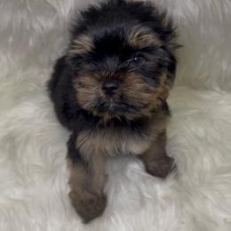 Levi - Black and gold male Yorkshire Terrier puppy in Las Vegas, Nevada from Yorkiepupsntcups