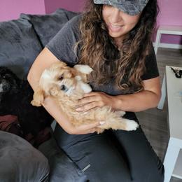 Cavalier King Charles Spaniel and Shih Tzu Puppies from Nashell Lynem