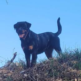 Stormi - Rottweiler