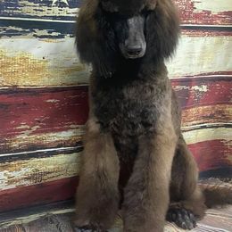 Poodle All Grown Up from Heartland Standard Poodles