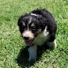 Border Collie Puppies from Bond Border Collies