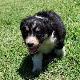 Border Collie Puppies from Bond Border Collies