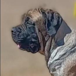 Daizy - Mastiff