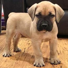 Boerboels from BMF, LLC