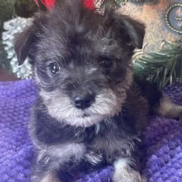 Miniature Schnauzers from Kathy Dunaway