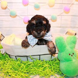 Poodle Puppies from Dundee Dandy Poodles