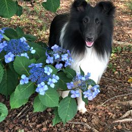 Shetland Sheepdog All Grown Up from Shadow Hill South Shetland Sheepdogs