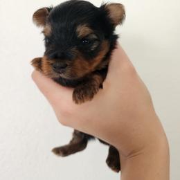 Kiara - Chocolate and tan female Yorkshire Terrier puppy in Sacramento, California from Pretty Li'l Yorkies