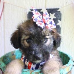 Marley - Brindle female Companion Cross puppy in Smallett, Missouri from Leshas Whoodles