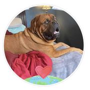 Dogue de Bordeaux All Grown Up from Robin Newland's Dogue de Bordeaux Puppies