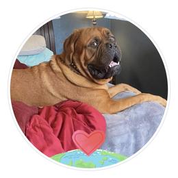 Dogue de Bordeaux All Grown Up from Robin Newland's Dogue de Bordeaux Puppies