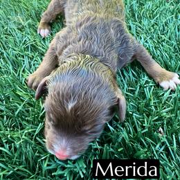 Merida - Red tri-color female Aussiedoodle puppy in Bakersfield, California from Annie's Aussies