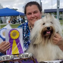 Wilson - Havanese