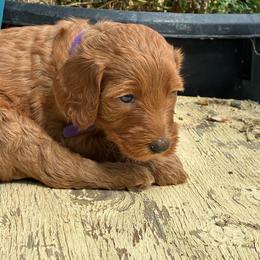 Peanut - Caramel red female Labradoodle puppy in Montrose, Colorado from Ithilien Labradoodles