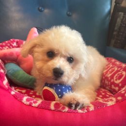 Orange - White male Bichon Frise puppy in Danville, Illinois from Whitecreek